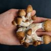 Do shrooms show up on a drug test?